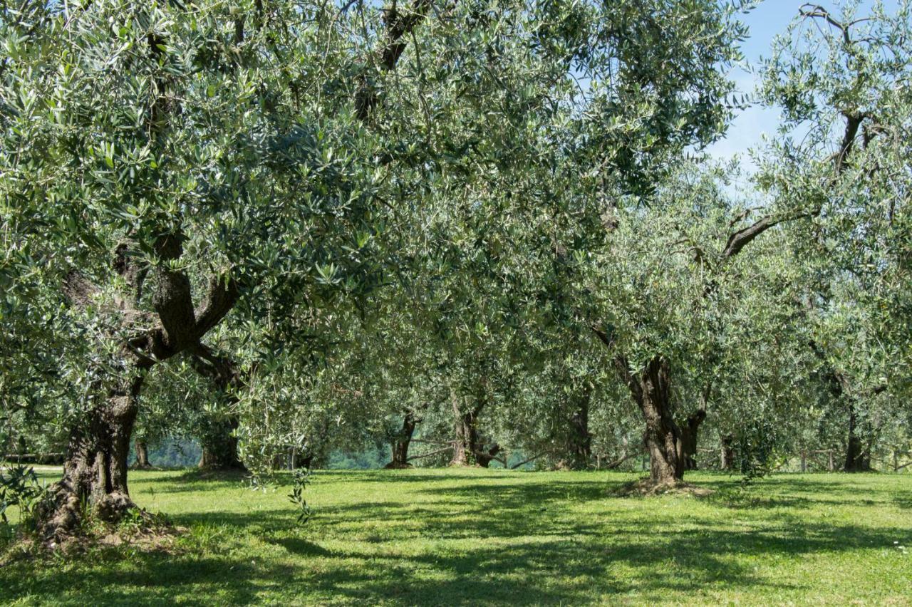 Agriturismo Podere La Casa Palaia Eksteriør bilde